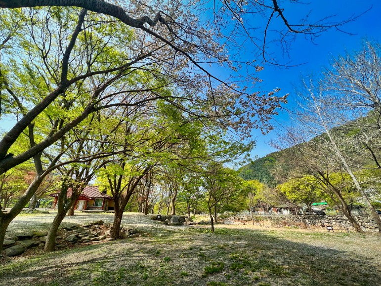 경기도 가평 설악면 서울 근교 야영장 계곡 물놀이 유명산 밸리 캠핑장