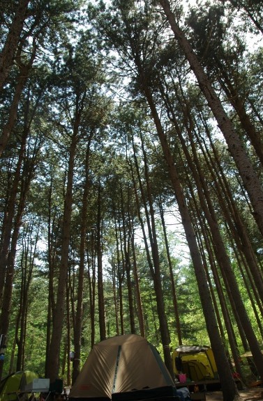 경기도 가평 설악면 유명산 서울 근교 야영장 산림욕 푸른숲 캠핑장