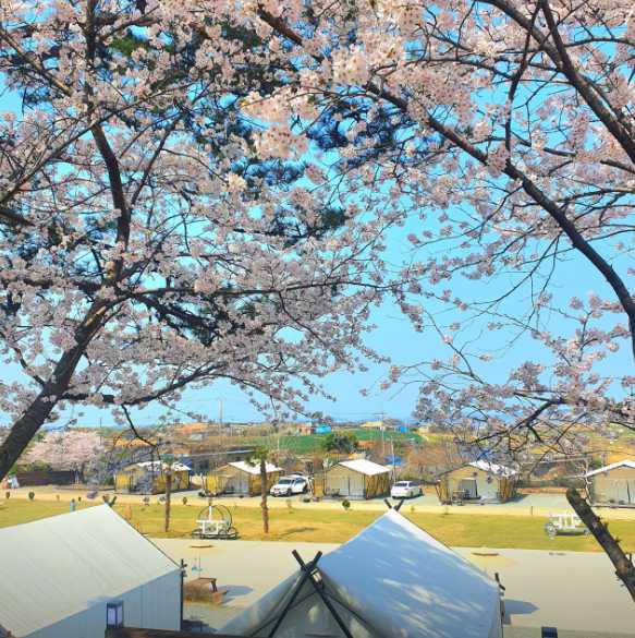 전라도 함평 주포항 인근 야영장 캠핑장 글램킹 글램핑