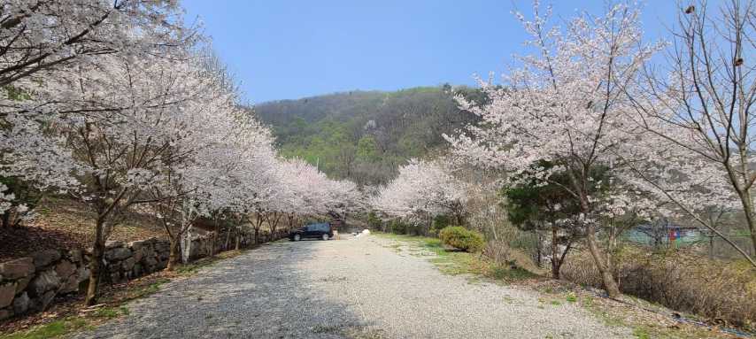 강원도 홍천 숲속 산림욕 물놀이 가능 야영장 글램핑 산으로 캠핑장