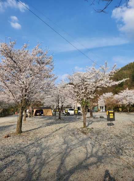 충청도 충북 보은 여행지 계곡 애견동반 야영장 속리산 알프스 캠핑장 펜션