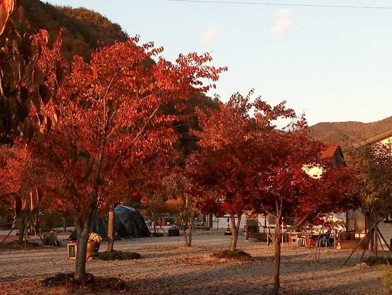 충청도 충북 보은 여행지 계곡 애견동반 야영장 속리산 알프스 캠핑장 펜션