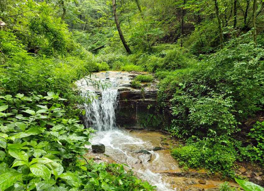 대구 근교 반려견 애견 동반 가능 캠핑장 팔공산 숲속 계곡 바람숲 야영장