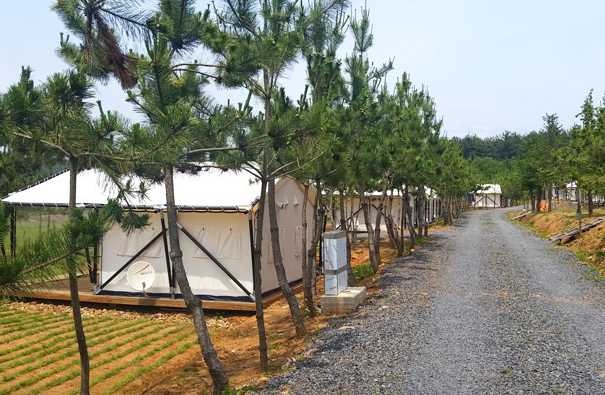 충남 서천 서면 갯벌체험 춘장대 해수욕장 띠목섬 인근 캠핑장 파인트리 글램핑